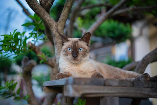 木陰の青い瞳のシャム猫 猫,シャム猫,動物の写真素材
