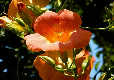 【花の写真】ノウゼンカズラの写真