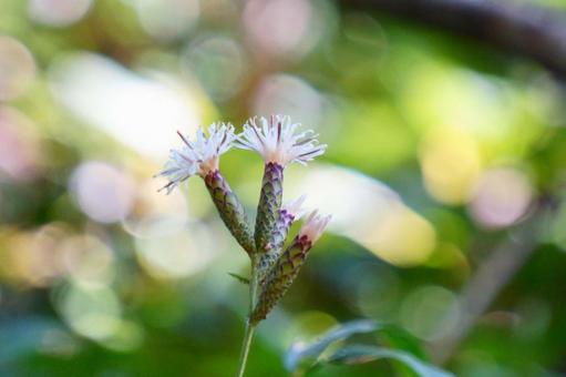 カシワバハグマ カシワバハグマ,花,白の写真素材