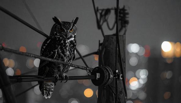 街の中のフクロウ 街の中のフクロウの写真