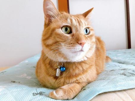 Brown tabby cat, JPG Brown tabby cat, JPG
