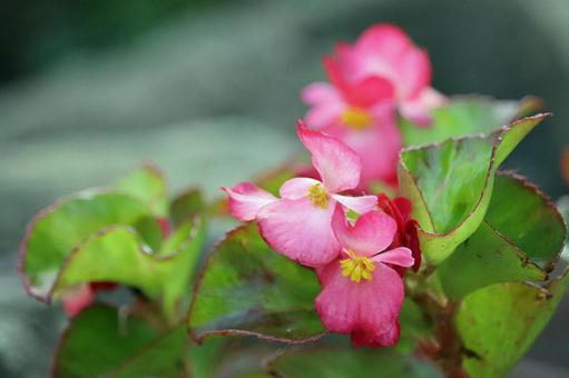 静かなたたずまいのベゴニア ベゴニア,花,赤い花の写真素材