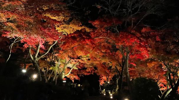 虹の郷　紅葉ライトアップ 紅葉,ライトアップ,秋の写真素材