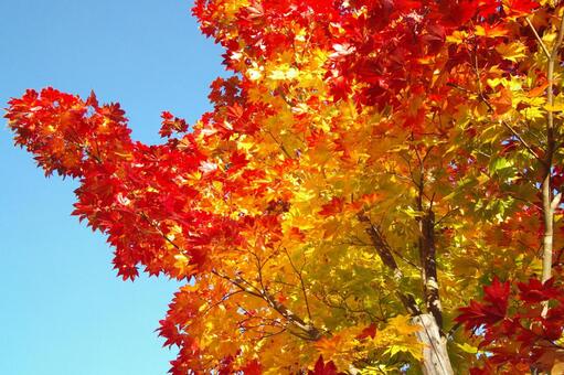 紅葉 紅葉の写真