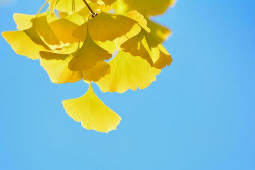 青空の中のイチョウ イチョウ,いちょう,銀杏の写真素材