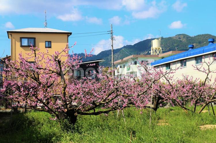 街中の桃畑 桃畑,果樹園,桃の花の写真素材