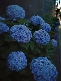 夕闇のアジサイ 青 夕闇のアジサイ 青の写真