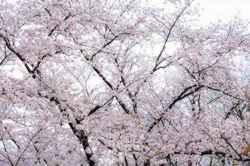 満開のサクラ 満開のサクラ 桜,花,可憐の写真素材