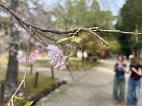 京都の桜 京都の桜の写真