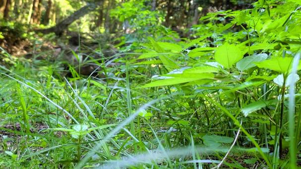 風薫る草の絨毯-01 風薫る草の絨毯-01の写真