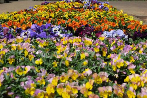春の花壇、色とりどりのパンジー 春の花壇、色とりどりのパンジーの写真