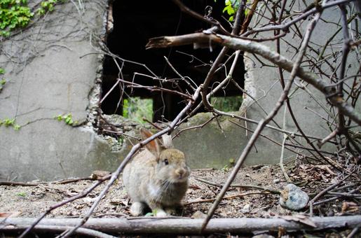 廃墟に佇むウサギ うさぎ,日本,動物の写真素材