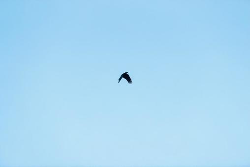 大空を優雅に舞うカラス カラス,crow,野鳥の写真素材