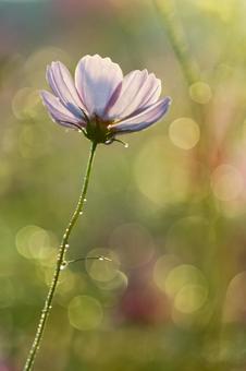 Pale pink cosmos shining in the backlight, JPG