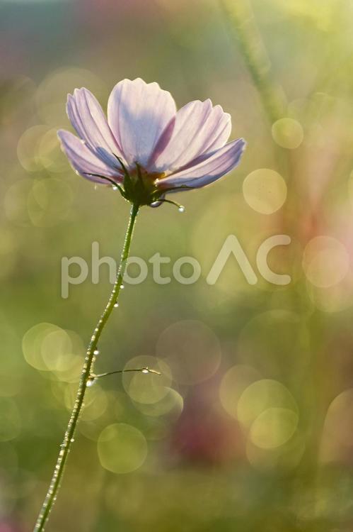 逆光に輝く淡いピンクのコスモス コスモス,秋桜,花の写真素材