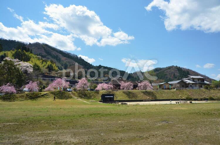 春の日の土手の桜 桜,並木,土手の写真素材