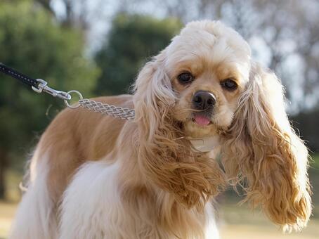 ワンコのポートレート 犬,アメリカンコッカースパニエル,ペットの写真素材