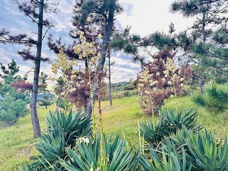 海岸　花　松の木 海岸,沿岸,海の写真素材