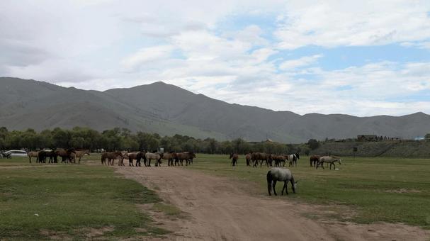 草をはむモンゴルの馬の群れ 草をはむモンゴルの馬の群れ モンゴル,馬,放牧の写真素材