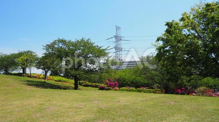 春のなぎさ公園・ツツジ＆新緑（江戸川区） 春,ツツジ,花の写真素材