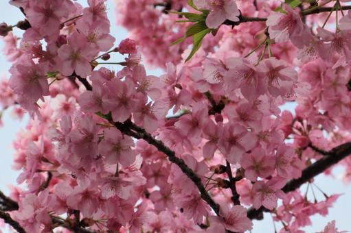 河津桜満開2(神奈川県・横浜市内にて)の写真