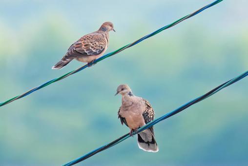 電線に留まる二羽のキジバト キジバト,雉鳩,はとの写真素材