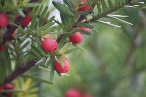オンコの実 北海道,イチイ,イチイの実の写真素材
