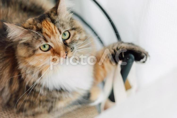 椅子に手をかけておすまし猫 猫,メインクーン,椅子の写真素材
