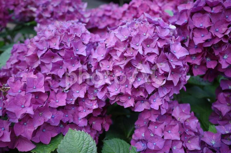 「辛抱強い愛情」「知的」の花言葉 美しい,栽培,季節の写真素材
