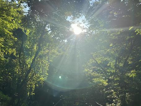 Photo, natural, sunbeams leaves, landscape, 