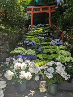 花回廊 花回廊 紫陽花,紫陽花まつり,紫陽花寺の写真素材