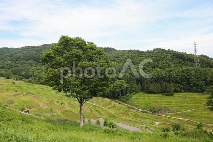稲倉の棚田2 稲倉の棚田,あぜ道,空の写真素材