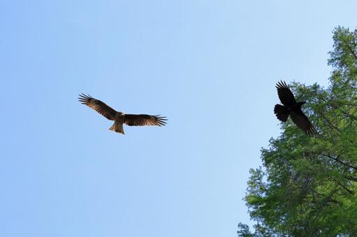 鳶と鴉 鳶と鴉の写真