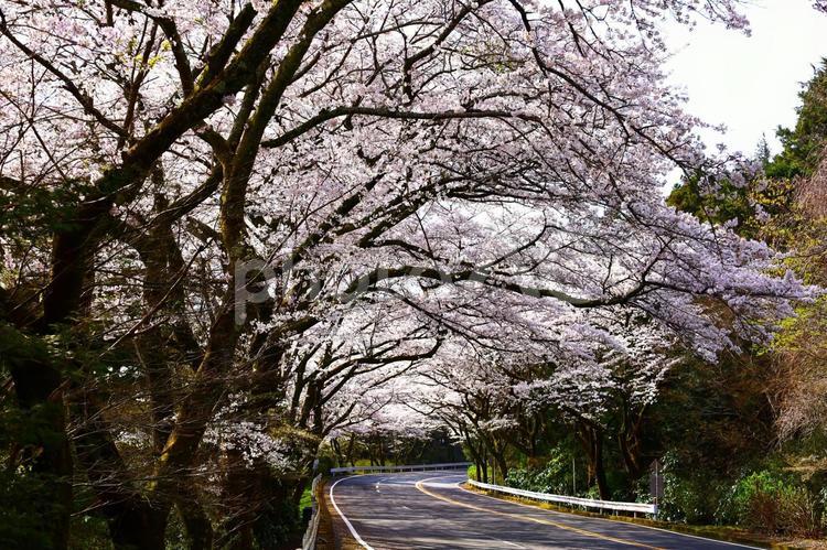 御所の入駐車場の桜（ターンパイク箱根） ターンパイク箱根,御所の入り駐車場,桜のトンネルの写真素材