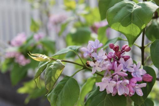 淡い紫のライラックの花 ガーデニング 淡い紫のライラックの花 ガーデニングの写真