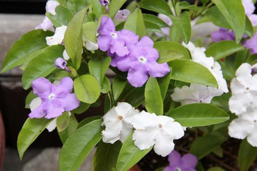 ニオイバンマツリ・匂蕃茉莉　咲く風景 ニオイバンマツリ,熱帯花木,清々しいの写真素材
