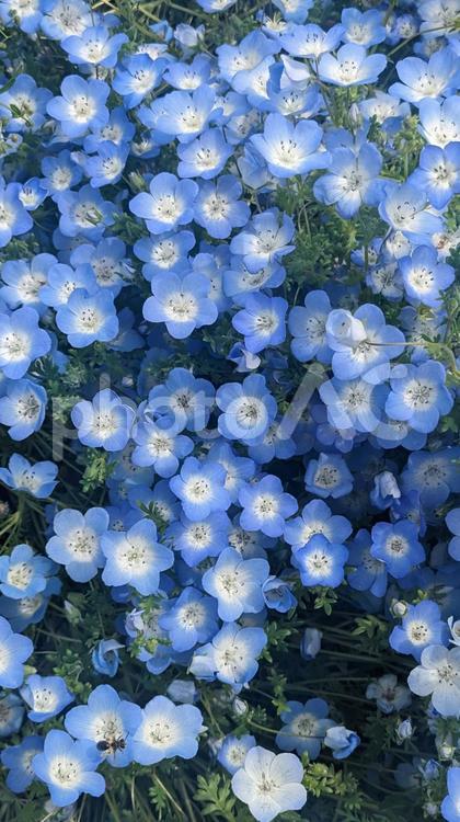 ネモフィラ(縦向き) 植物,ネモフィラ,初夏の写真素材