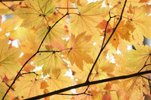 紅葉 紅葉の写真