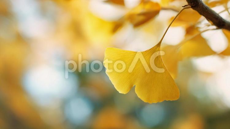秋の背景素材　イチョウの葉 背景,背景素材,秋の写真素材