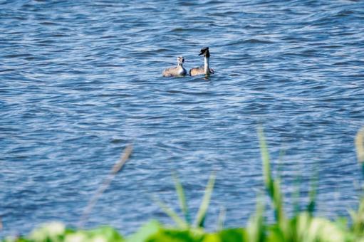 Photo, bird, great crested grebe, wild bird, 