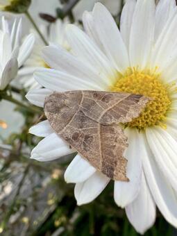 白い花にとまる淡茶色の模様の綺麗な蛾 蛾,虫,昆虫の写真素材