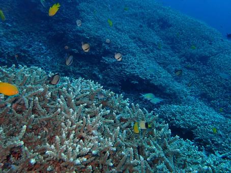 珊瑚礁と熱帯魚 珊瑚礁と熱帯魚 ダイビング,海,スキューバダイビングの写真素材