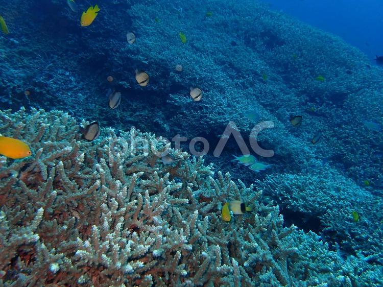 珊瑚礁と熱帯魚 ダイビング,海,スキューバダイビングの写真素材