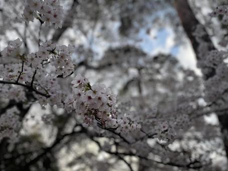 桜  桜  桜,サクラ,咲き始めの写真素材
