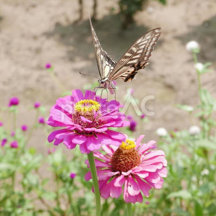 夏のアゲハ、羽化して飛び立つ前 夏,アゲハ,アゲハ蝶の写真素材