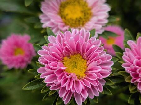 優しい桃色に咲くアスターの花 アスター,ピンクの花,夏の花の写真素材