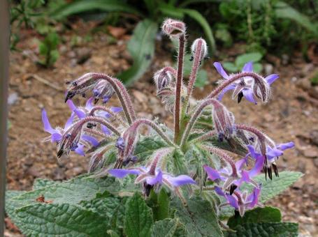 ボリジ・瑠璃　咲く風景 ボリジ,草花,春夏秋の写真素材