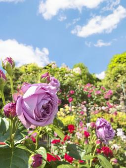 薔薇と青空3の写真