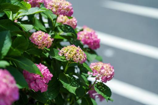 ピンクの紫陽花 ピンクの紫陽花の写真