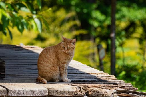 猫(102) 猫(102)の写真